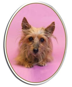 oval porselani me ektipomeni fotografia